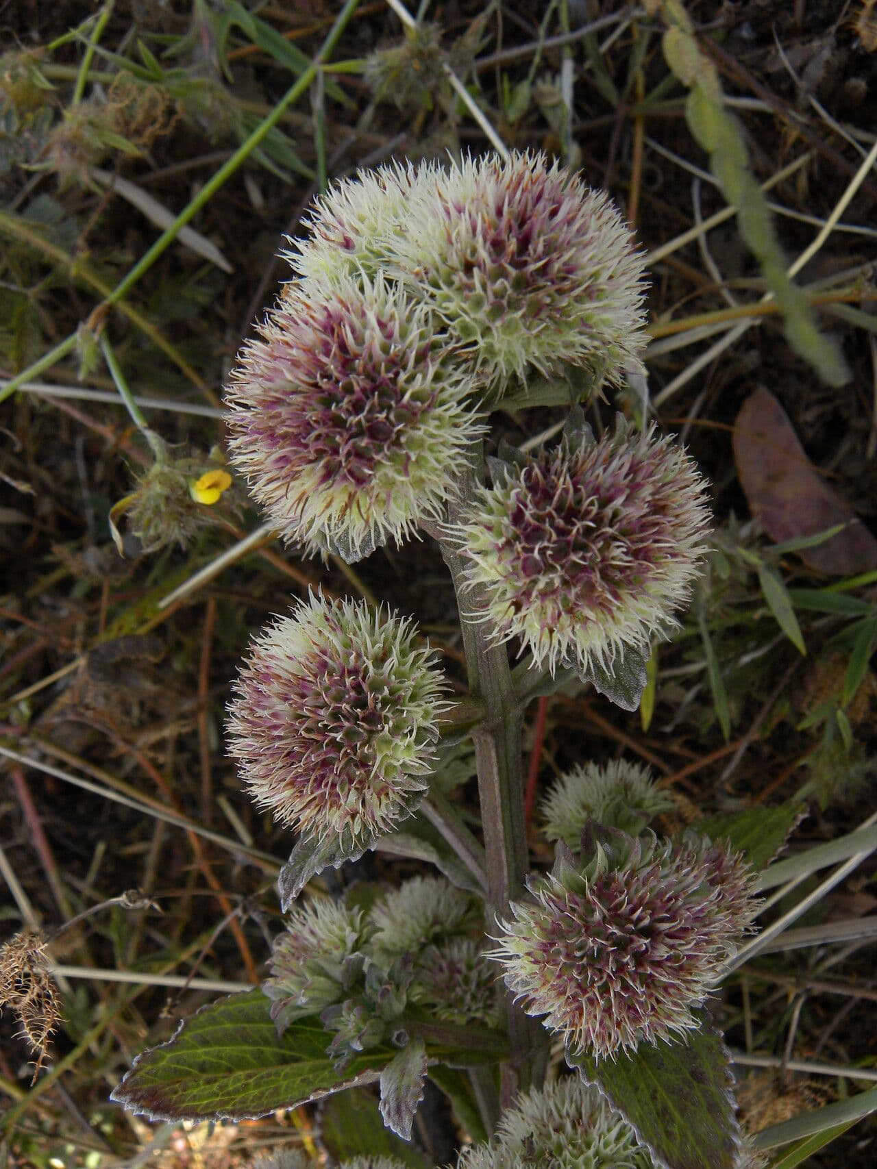 Hyptis 5