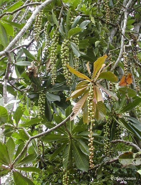 Barringtonia 8