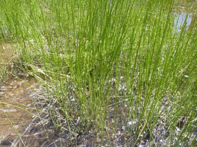 Giunco filiforme 15