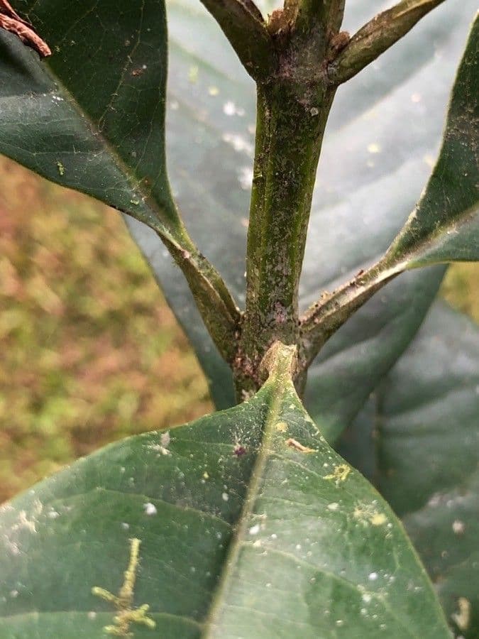 Vochysia guatemalensis 9