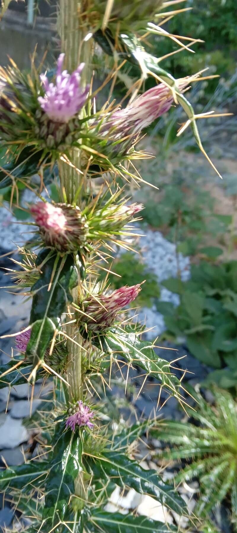 Ptilostemon casabonae 8