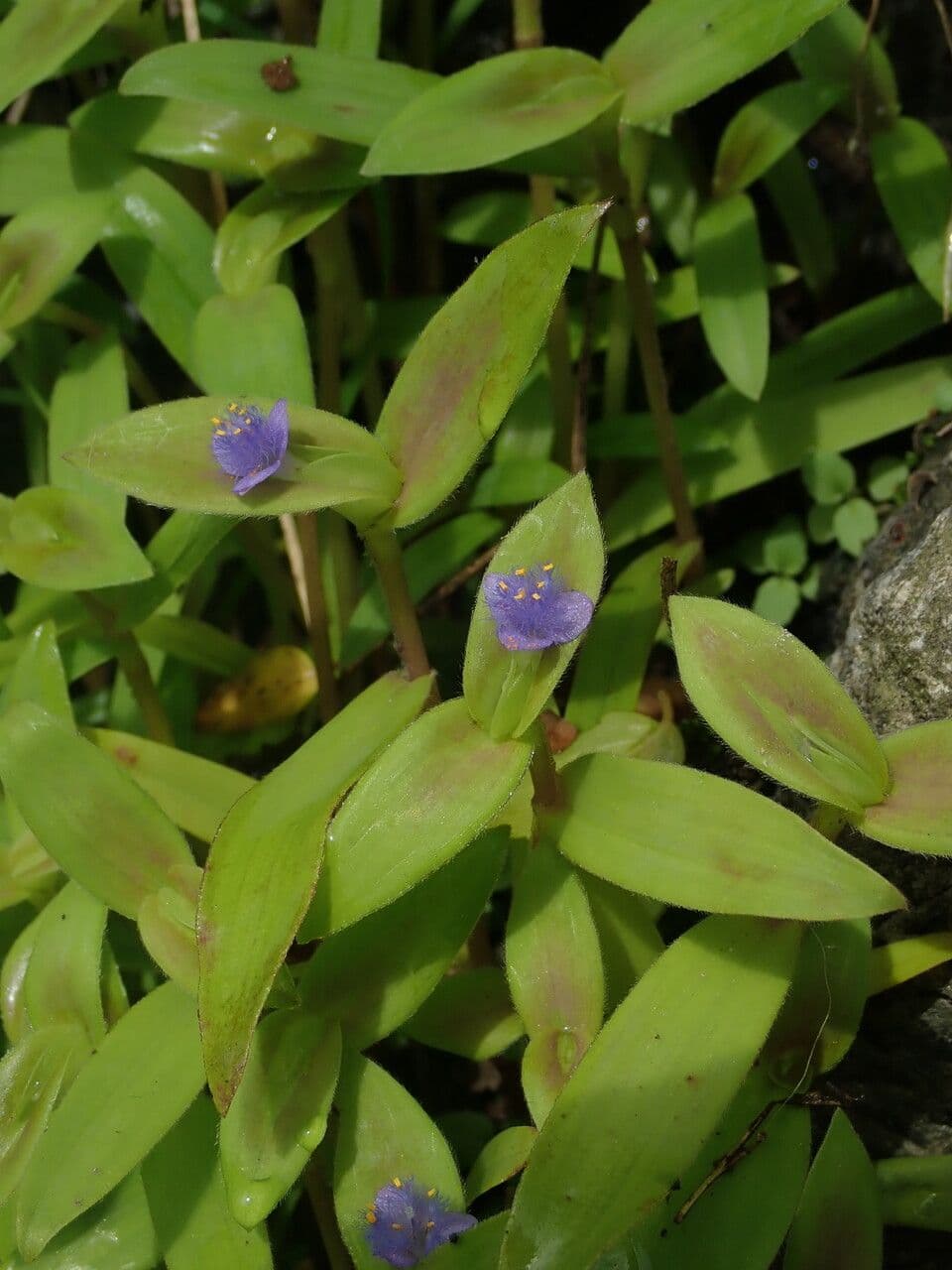 Cyanotis crestata 5