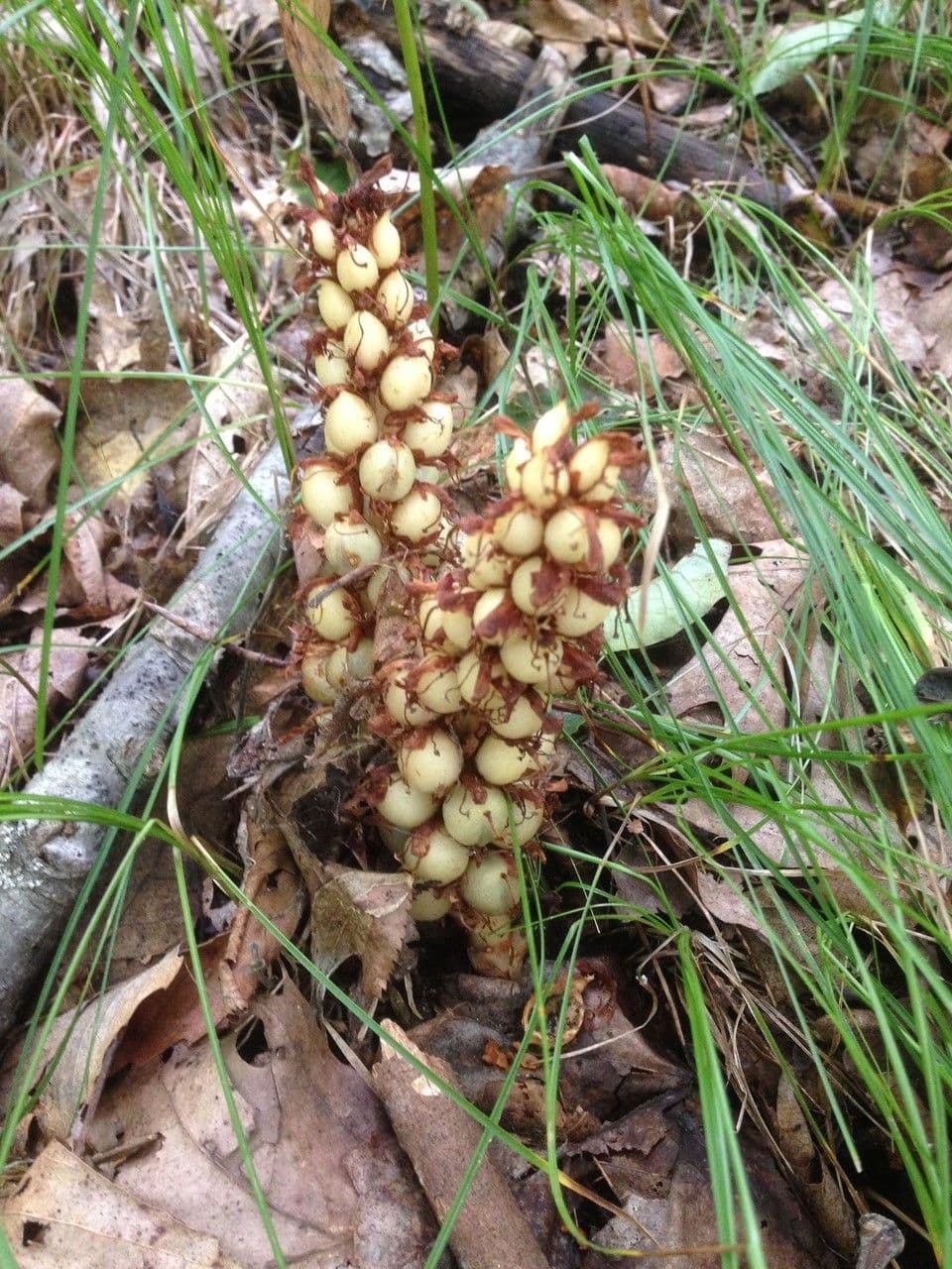 Conopholis