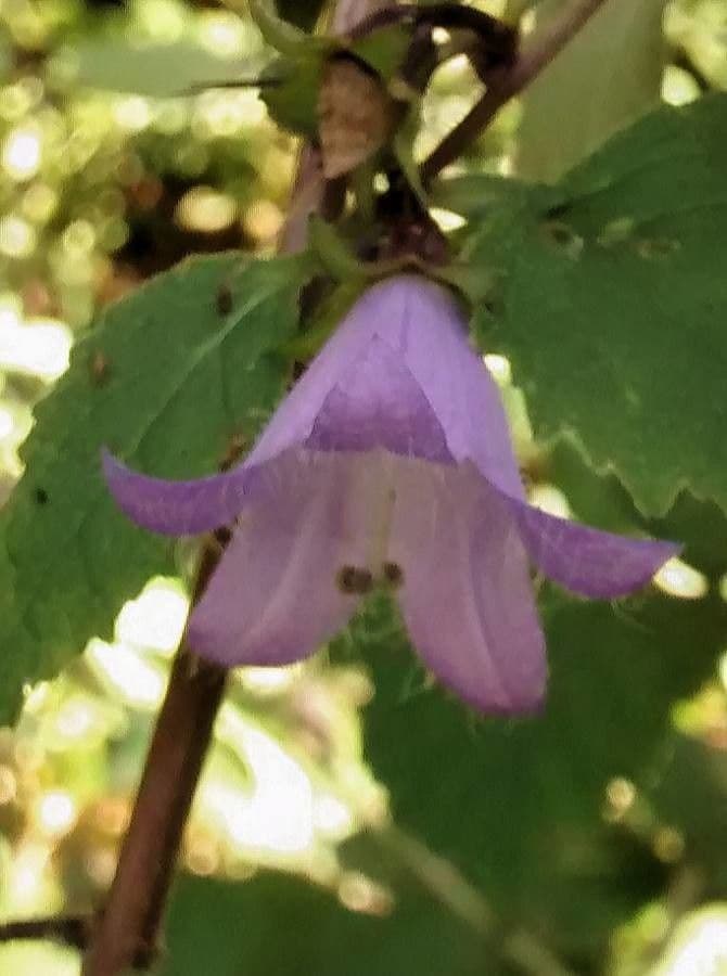 Nesselblättrige Glockenblume 6