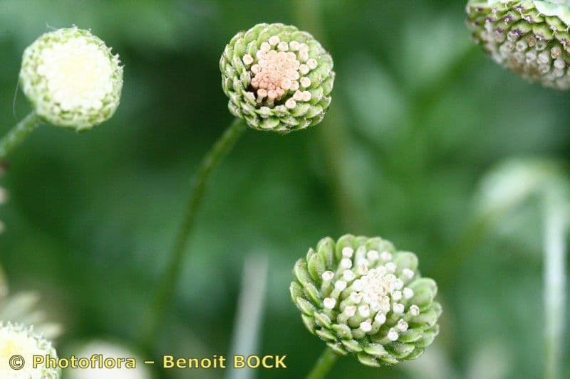 Cotula australis 2