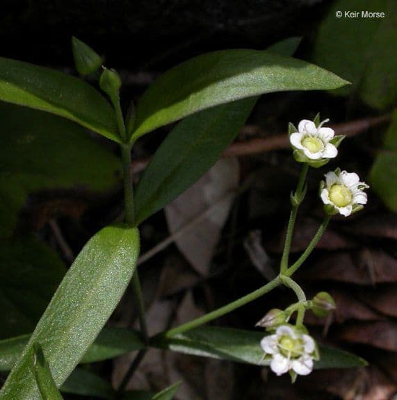 Moehringia macrophylla 5