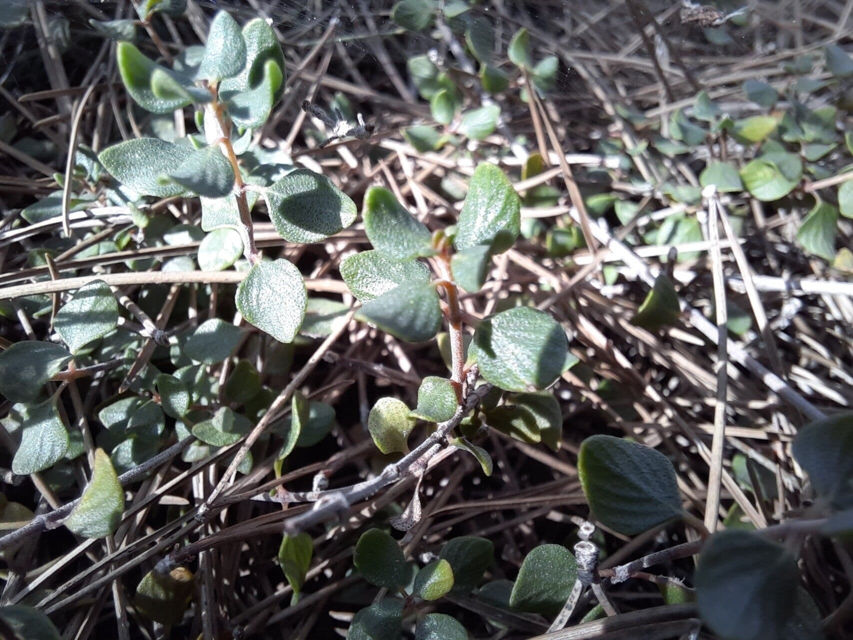 Micromeria marginata 12