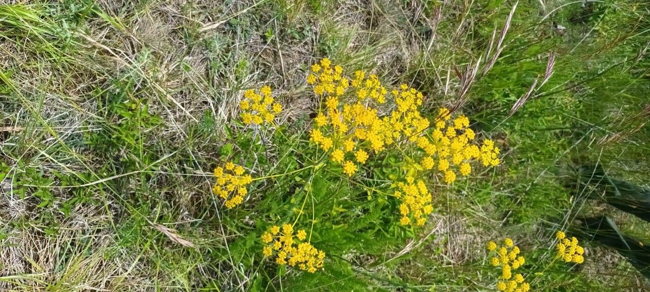 Ferulago sylvatica 5