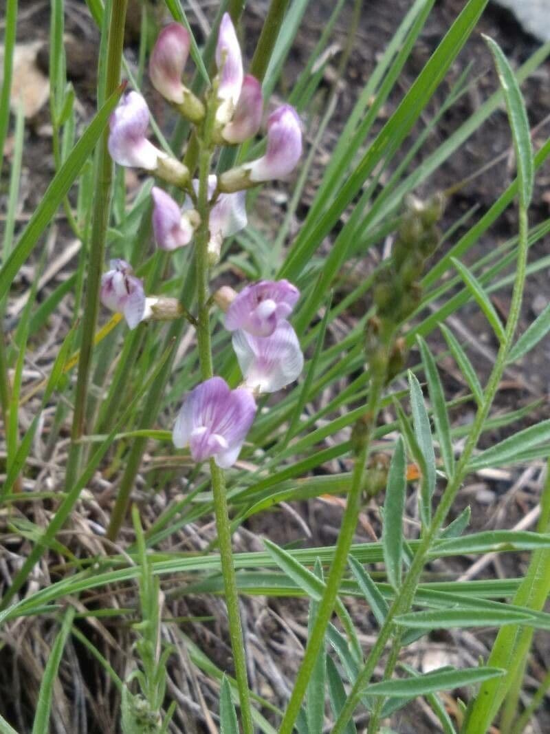 Astragalo austriaco 10