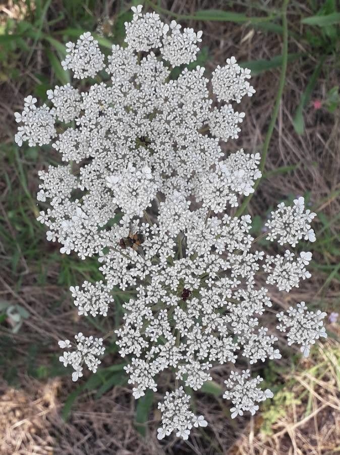 Carota 9