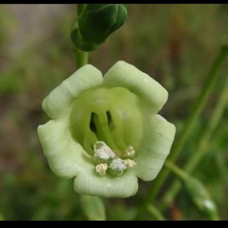 Chelonanthus alatus 4