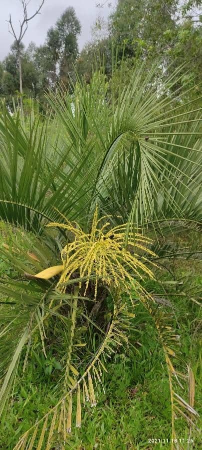 Butia 2
