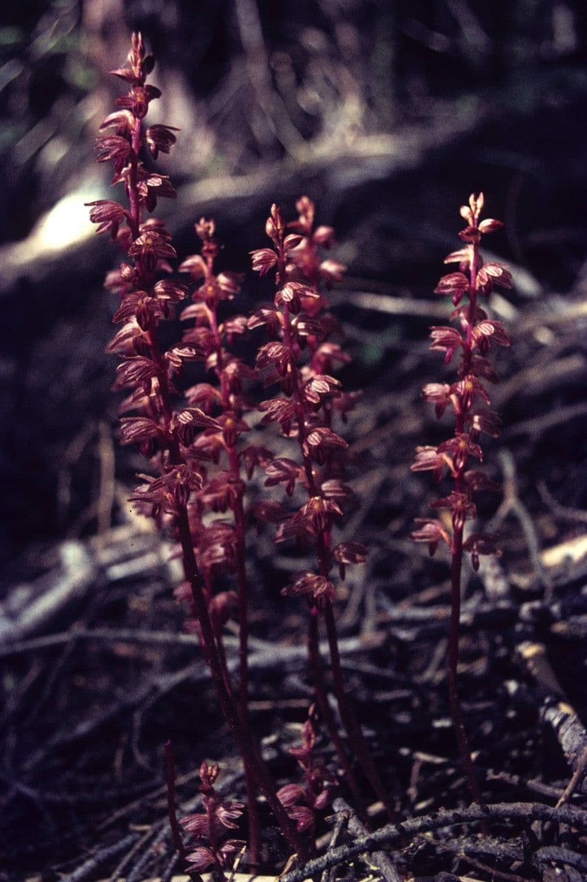 Coralloriza striata 12