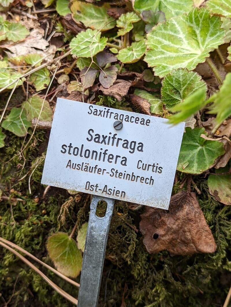 Sassifraga stolonifera 22