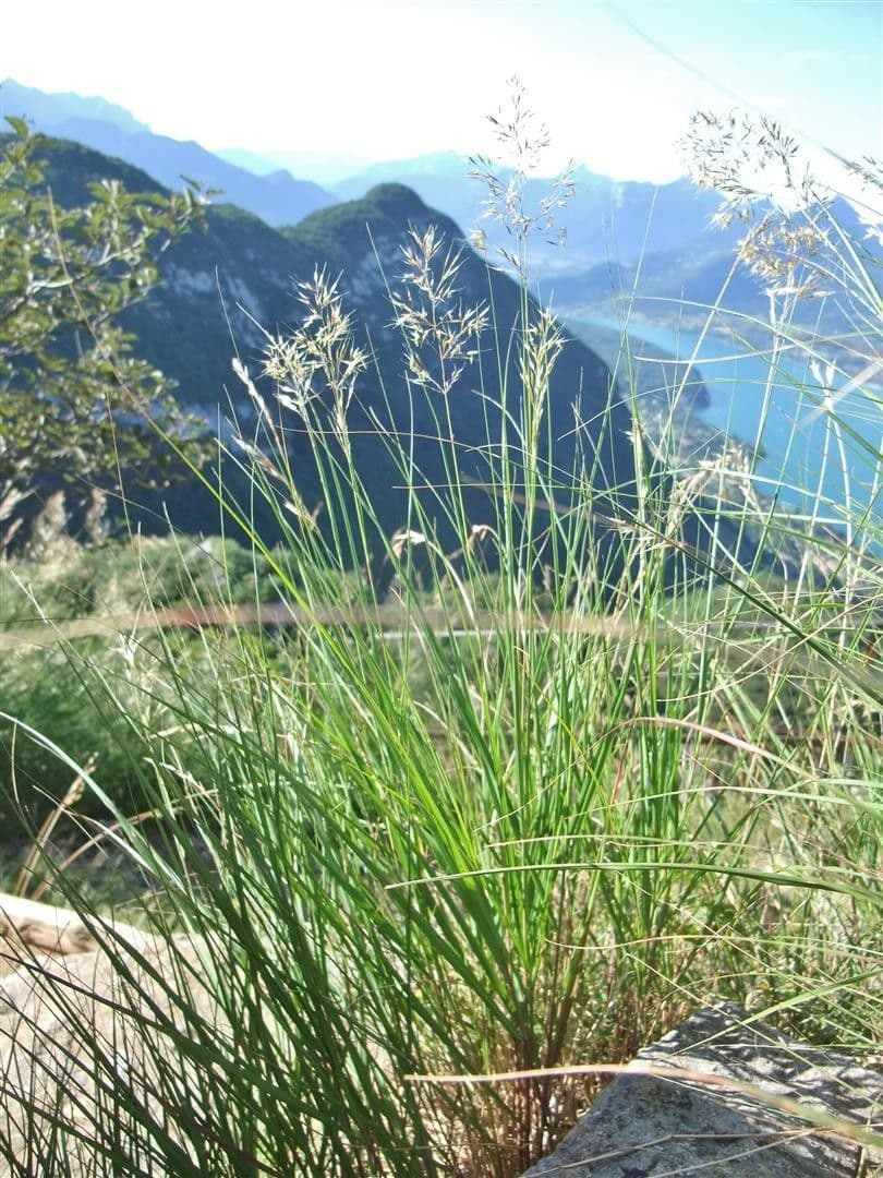 Trzcinnik pstry 14