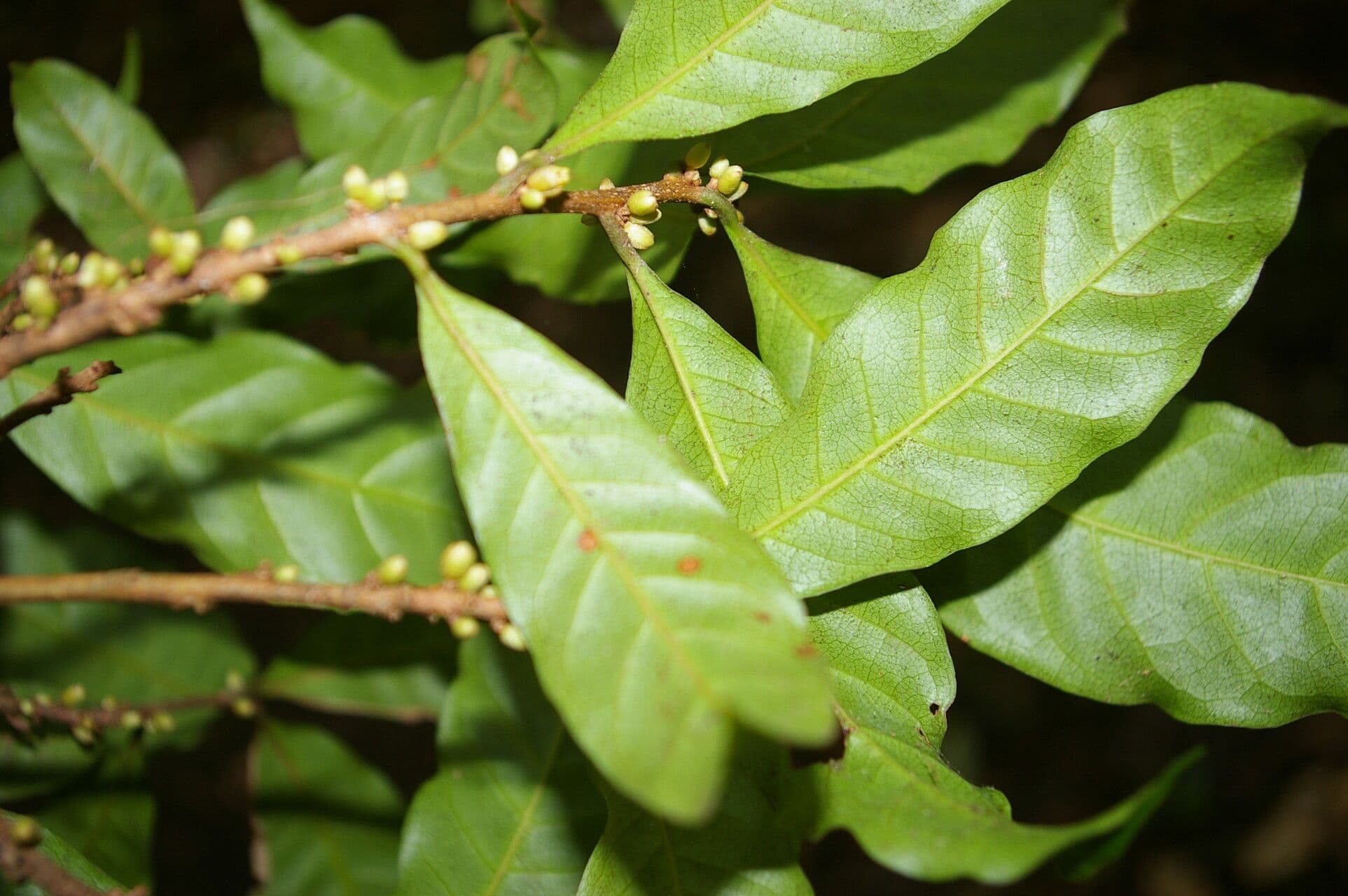 Pouteria durlandii 12