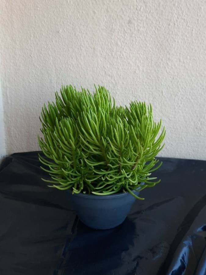 Dudleya 11