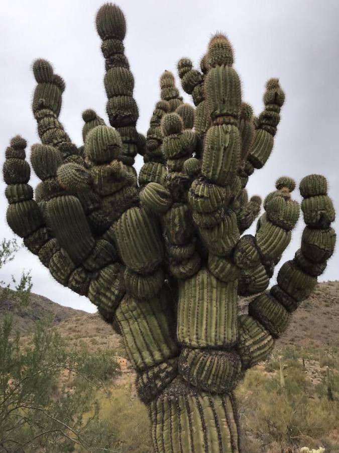Sahuaro 10