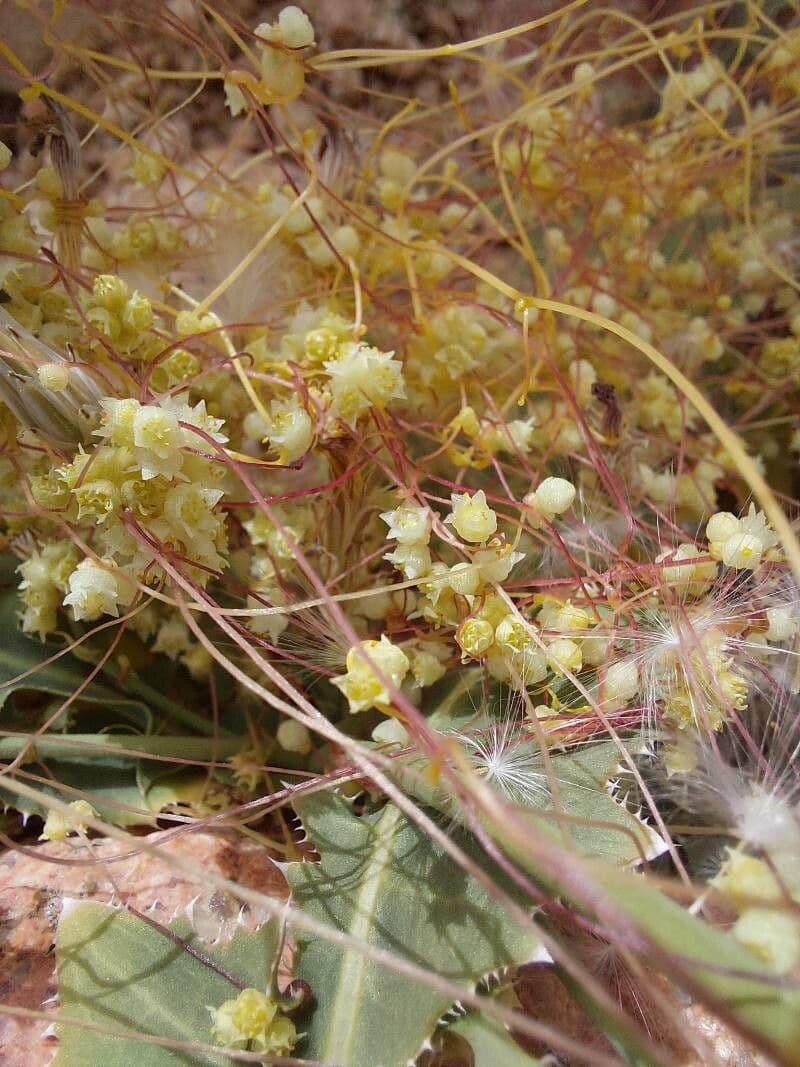Cuscuta 4