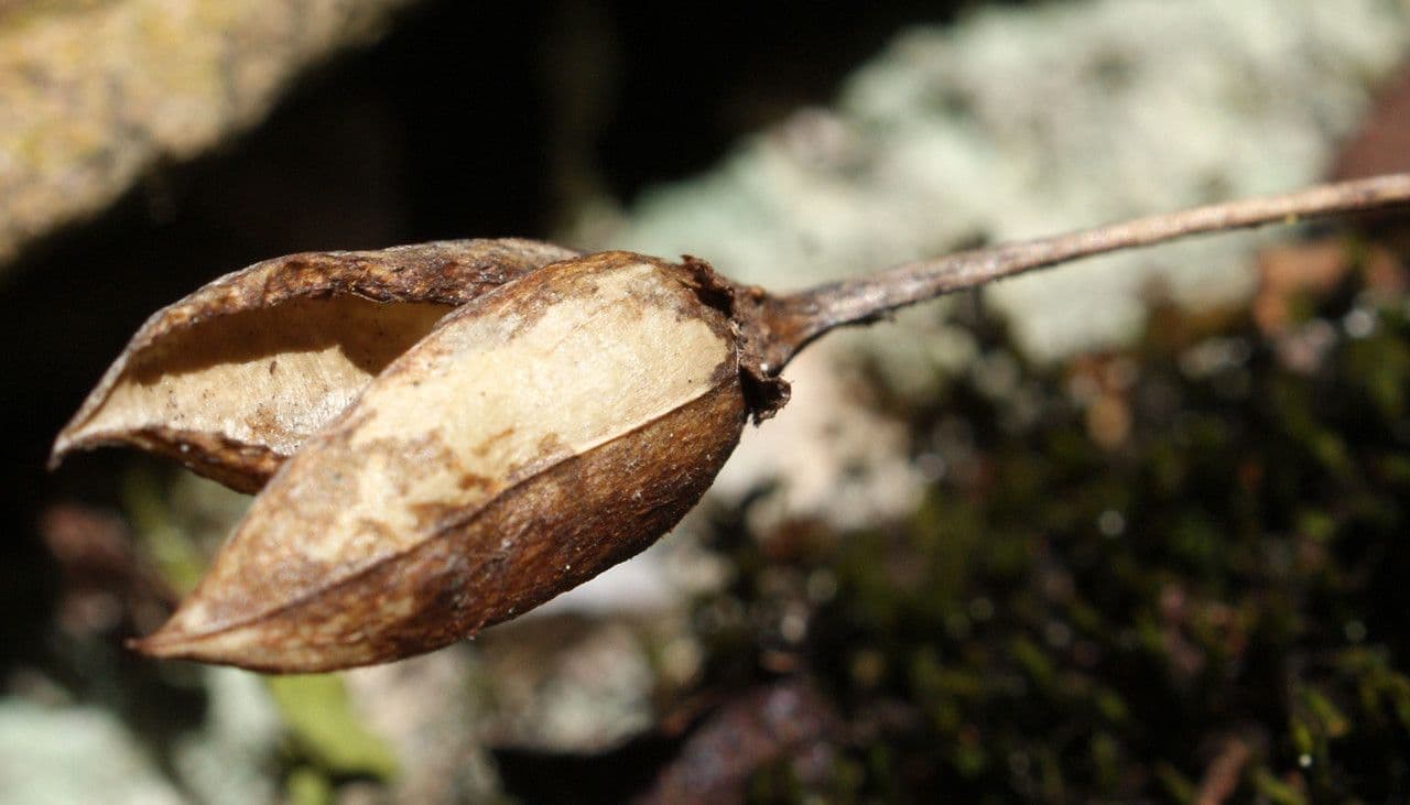 Ramonda Mycona 3