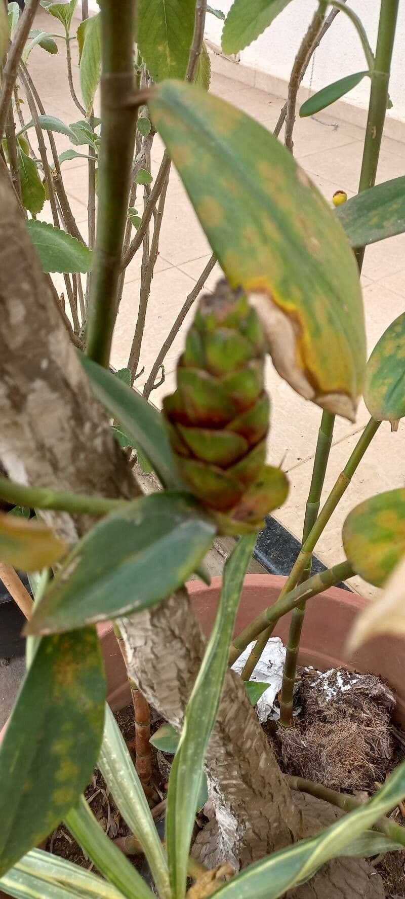 Costus 11