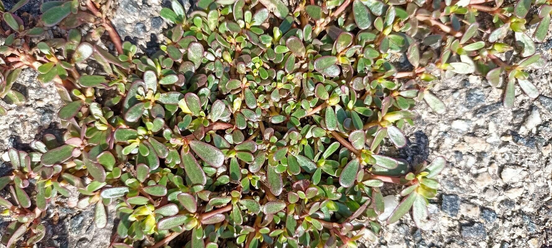Portulaca 12