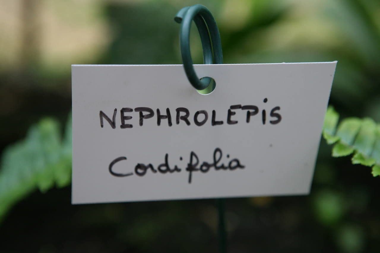 Nephrolepis cordifolia 22
