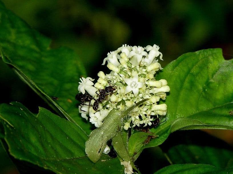 Palicourea hebeclada 3