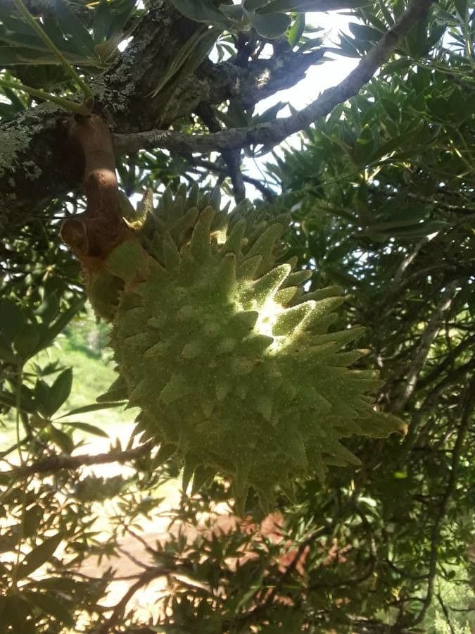 Sterculia 5