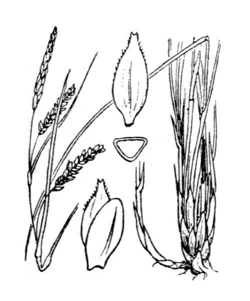 Carice ferruginea 25