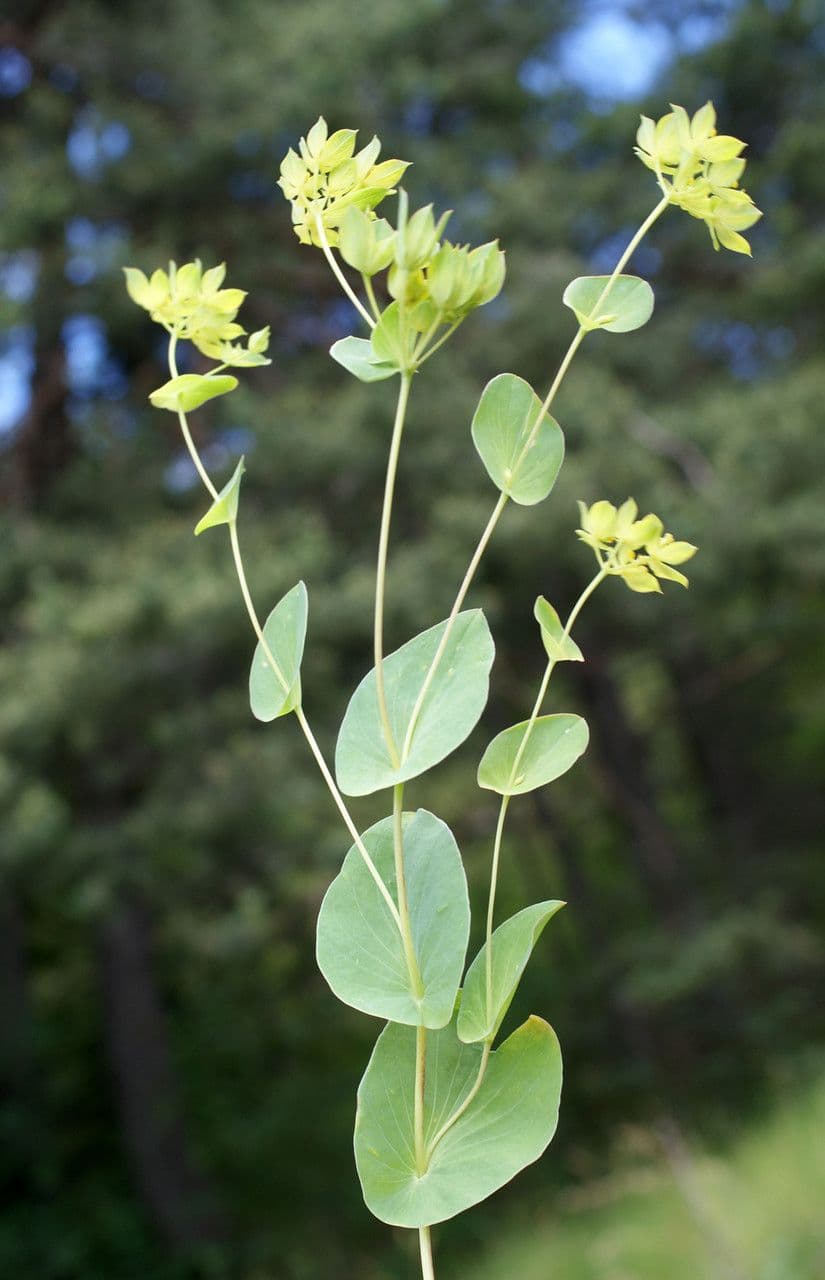 Bupleurum rotundifolium 25