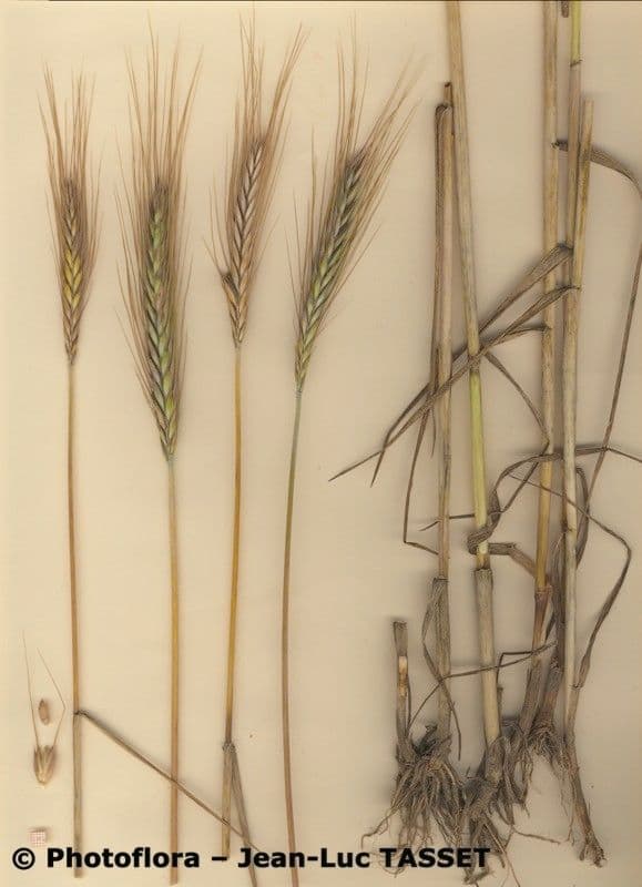 Grano monococco 20