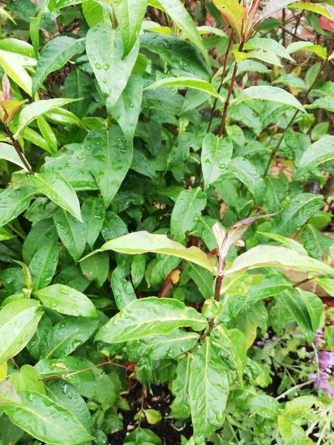 Ixora 15