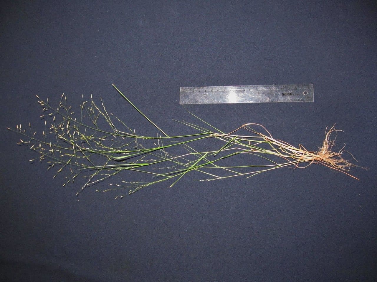 Eragrostis mexická 18
