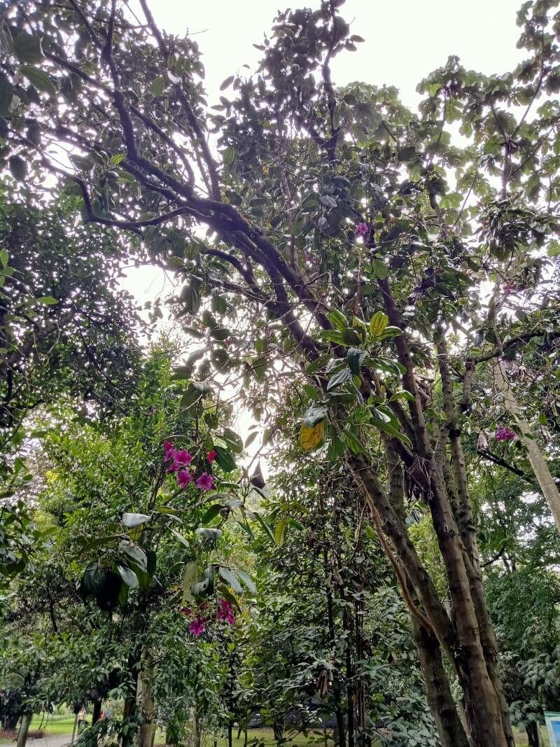 Meriania 6