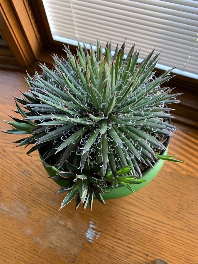 Kleinblütige Agave 2