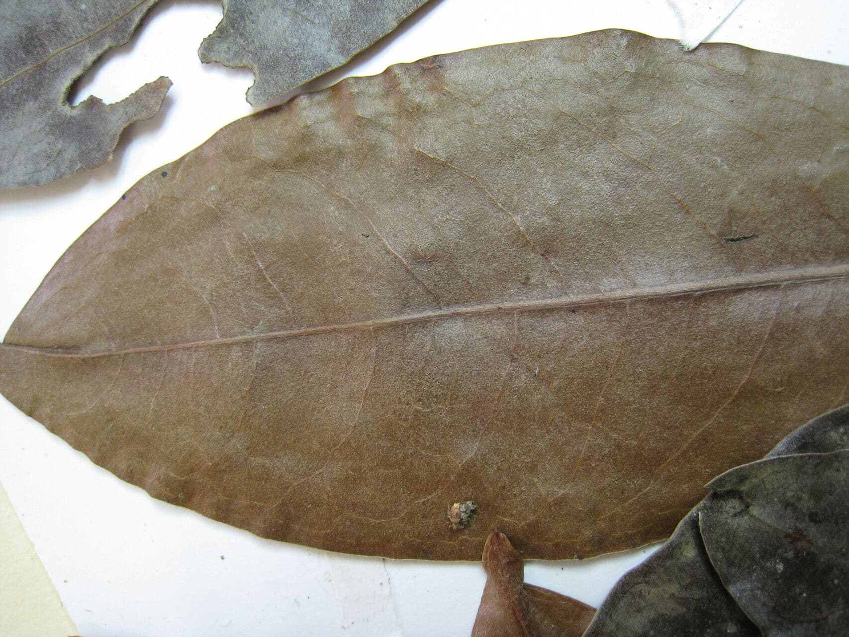 Erythroxylum 6
