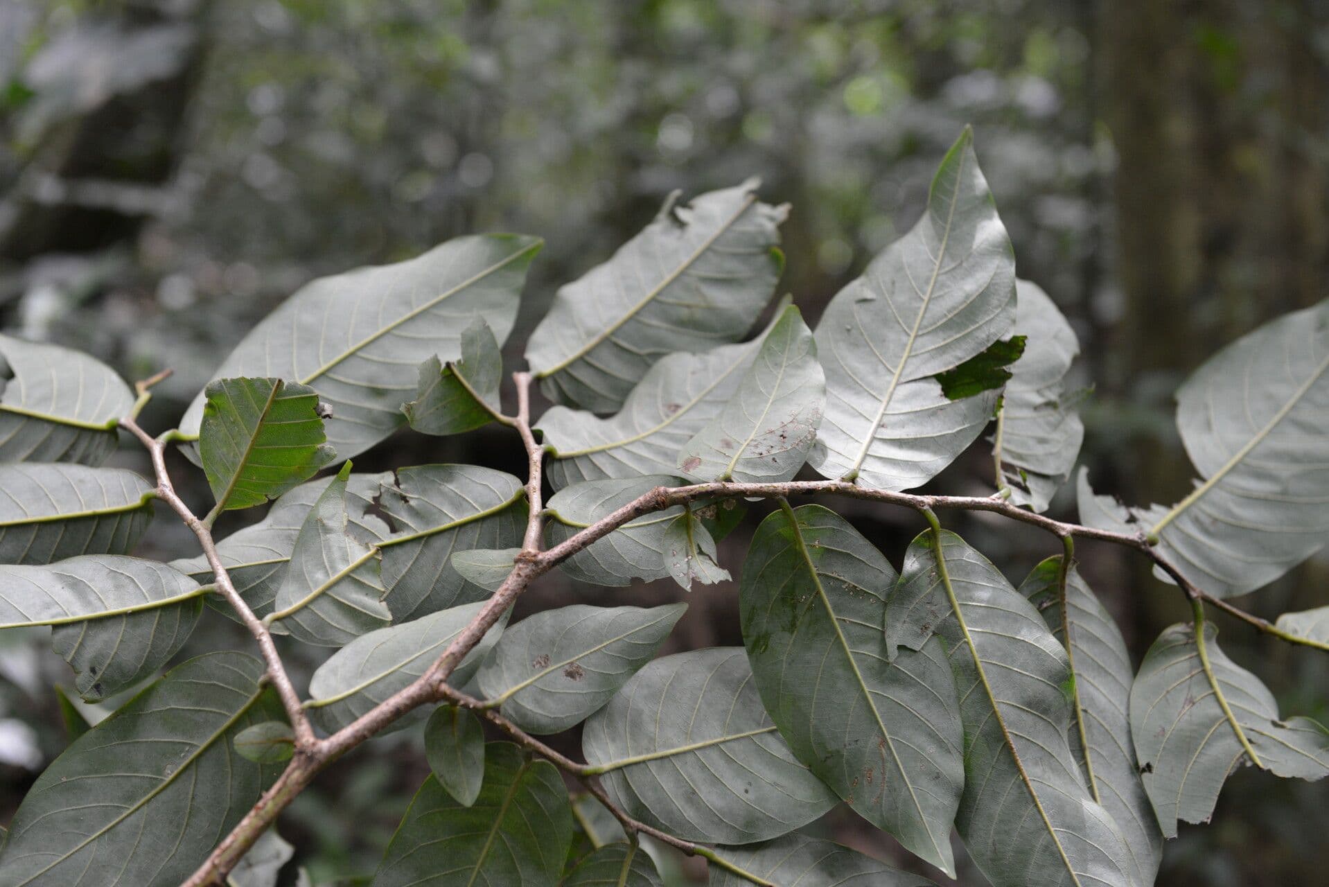 Annona 12