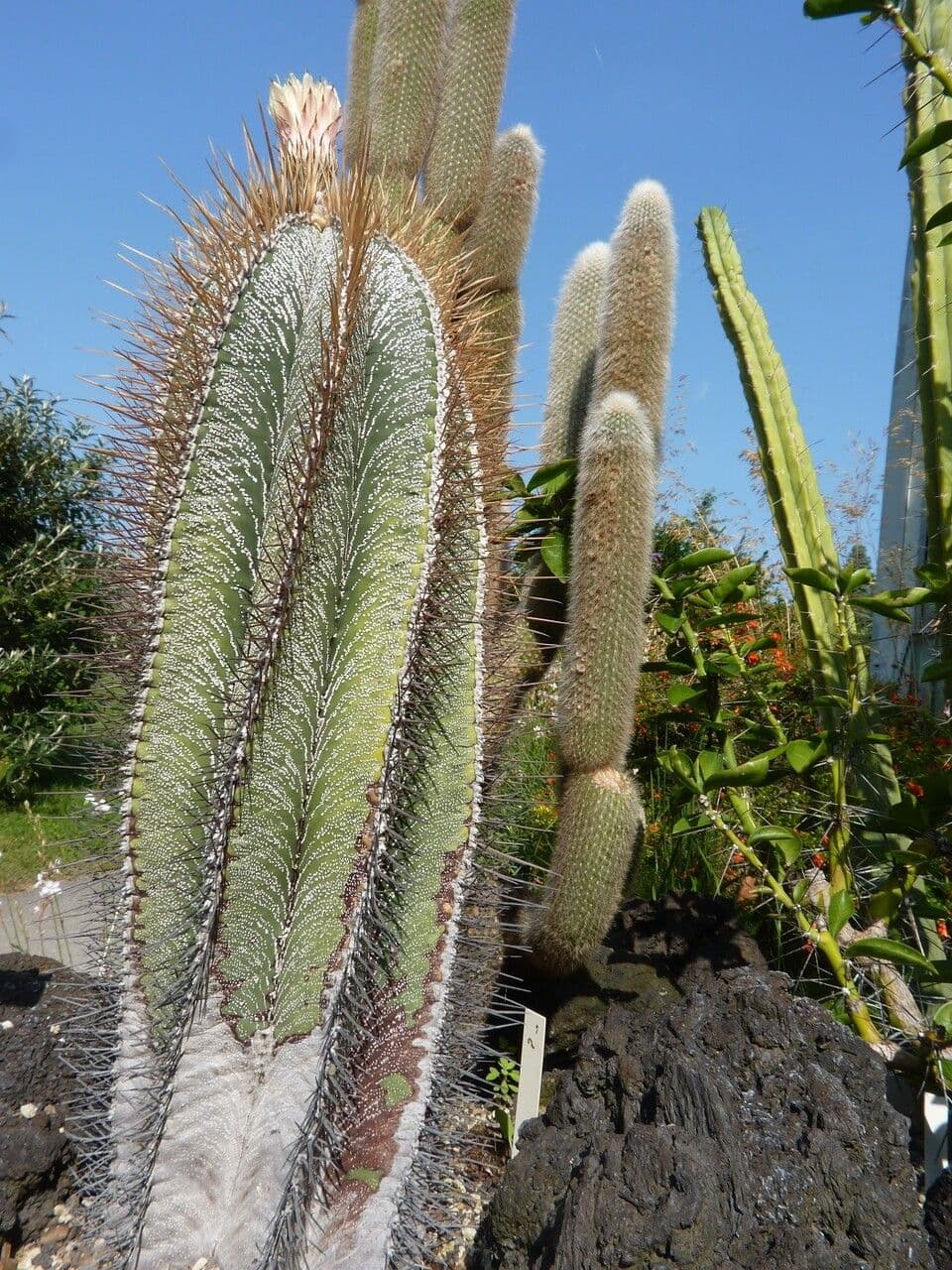 Cactus 22