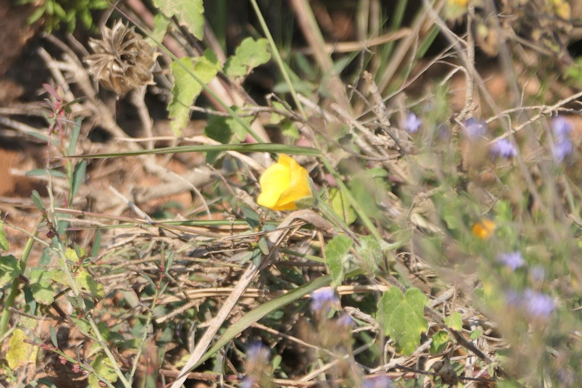 Pavonia 4