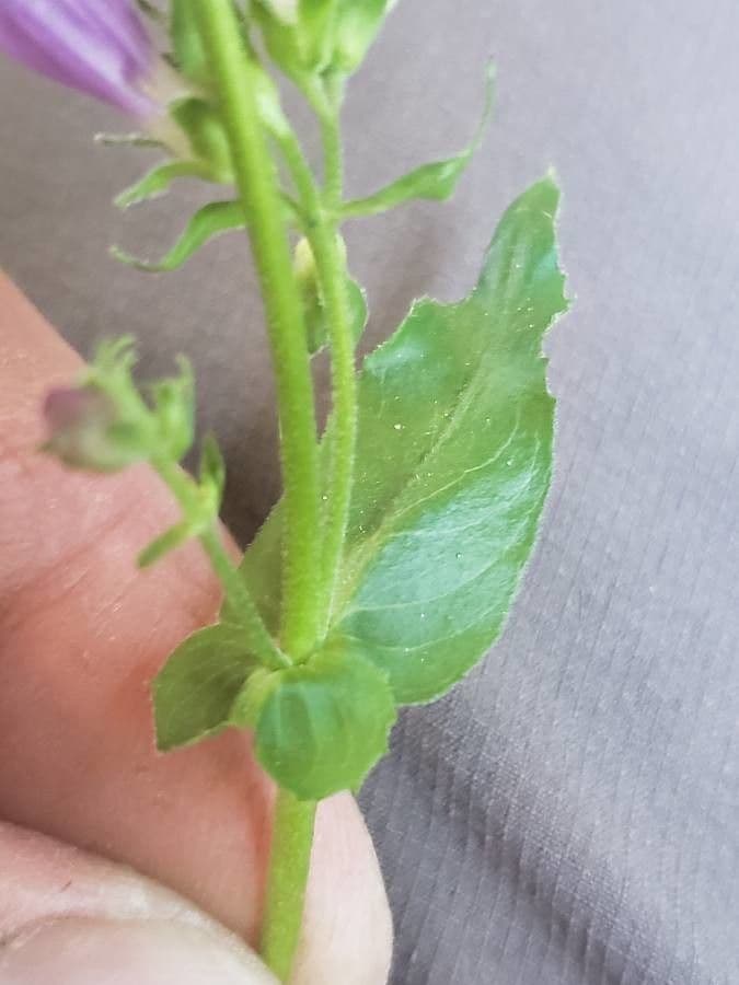 Sägeblättrige Bartblume 9