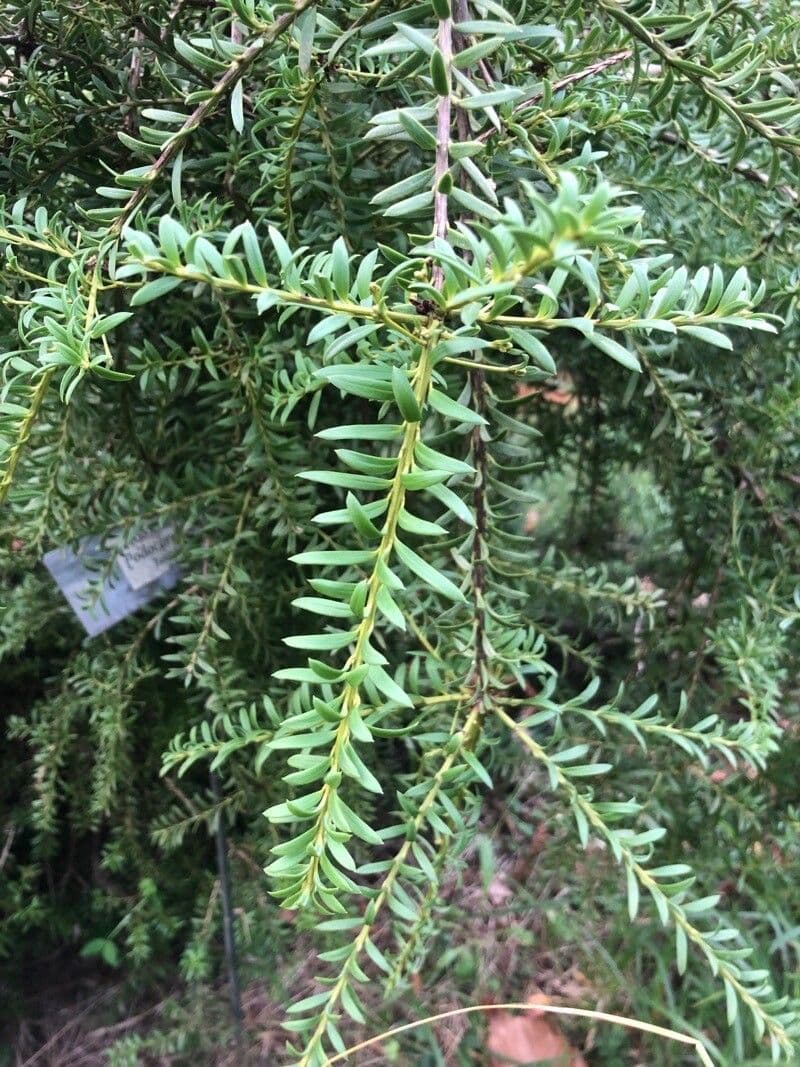 Podocarpus 3