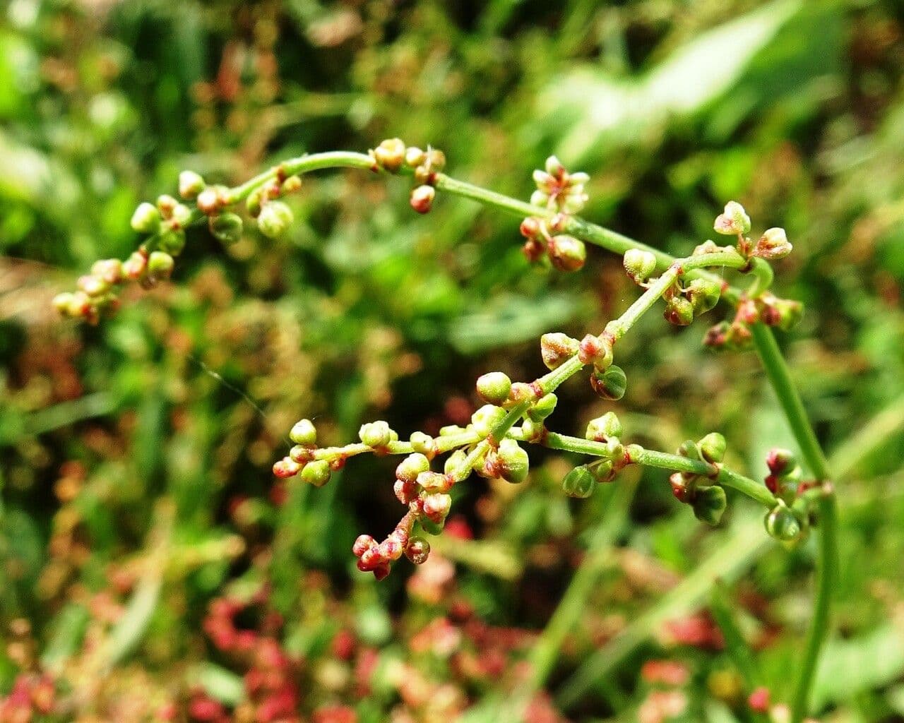 Acetosella 10