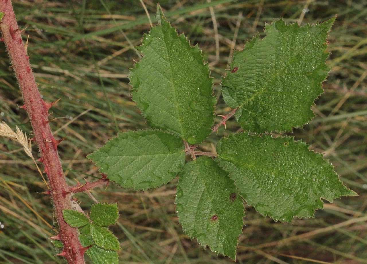 Hellgrüne Brombeere 9