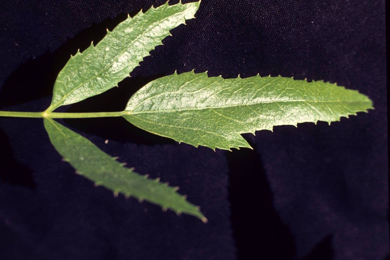 Oxypolis 11