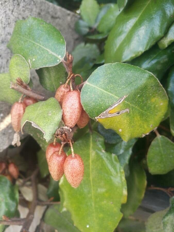 Elaeagnus 4