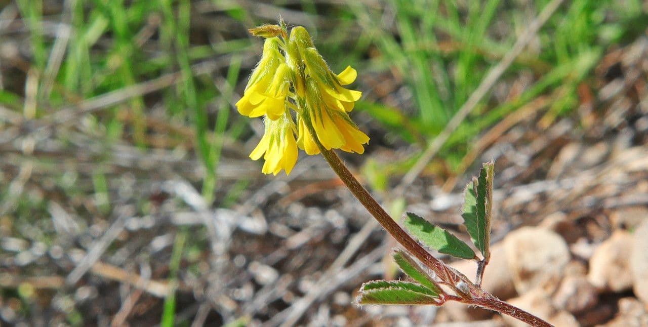 Trigonela