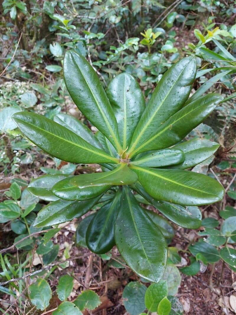 Badula fragilis
