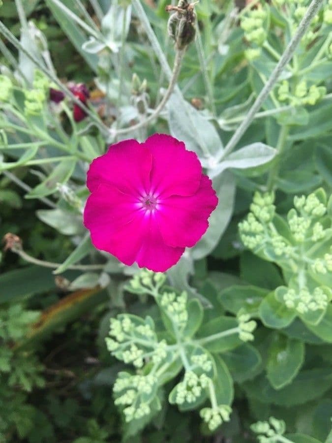 Silene coronaria 9