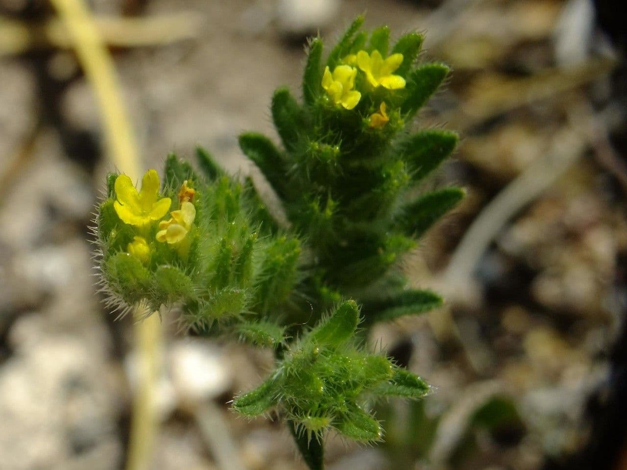 Neatostema apulum 23